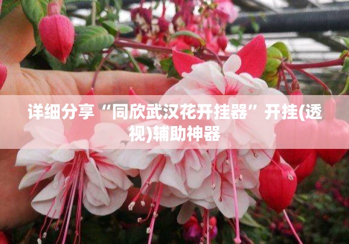 详细分享“同欣武汉花开挂器”开挂(透视)辅助神器