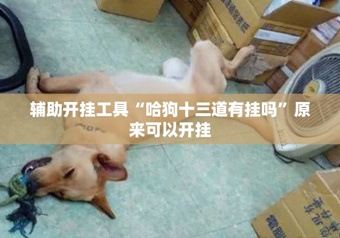 辅助开挂工具“哈狗十三道有挂吗”原来可以开挂