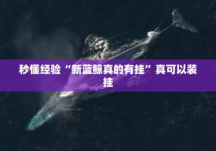 秒懂经验“新蓝鲸真的有挂	”真可以装挂
