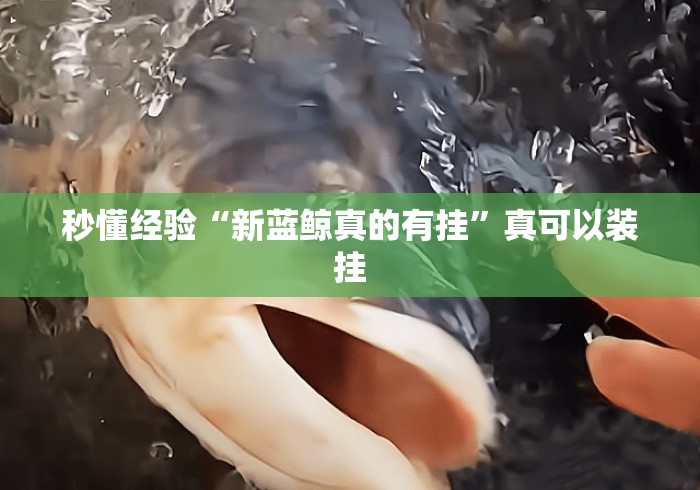 秒懂经验“新蓝鲸真的有挂”真可以装挂