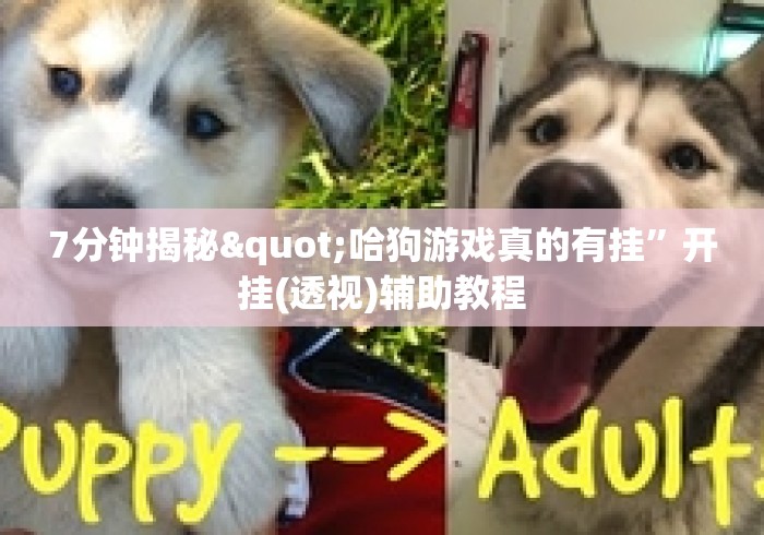 7分钟揭秘"哈狗游戏真的有挂”开挂(透视)辅助教程