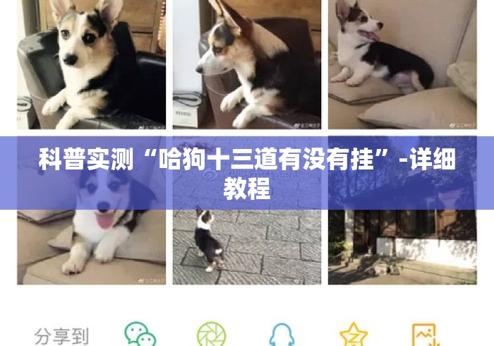 科普实测“哈狗十三道有没有挂”-详细教程
