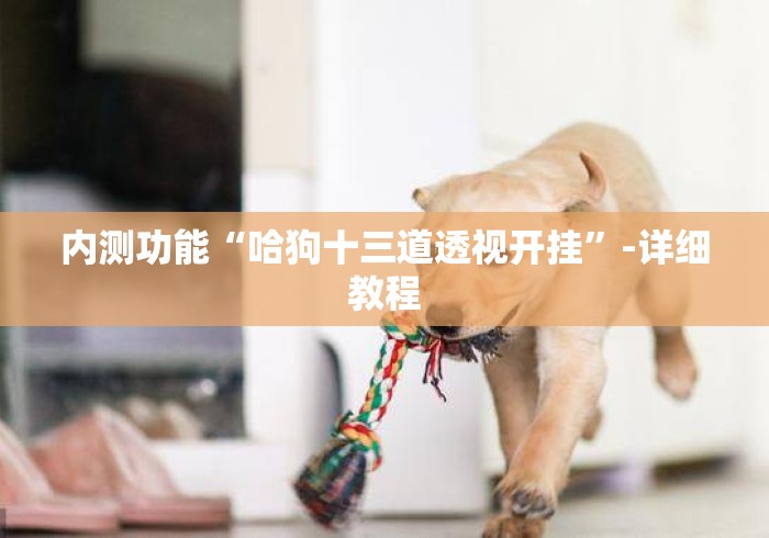 内测功能“哈狗十三道透视开挂”-详细教程