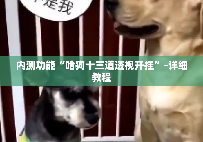 内测功能“哈狗十三道透视开挂”-详细教程