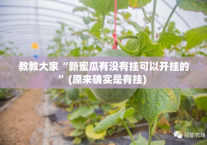 教教大家“新蜜瓜有没有挂可以开挂的”(原来确实是有挂) 