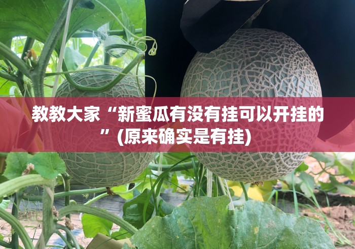 教教大家“新蜜瓜有没有挂可以开挂的”(原来确实是有挂) 